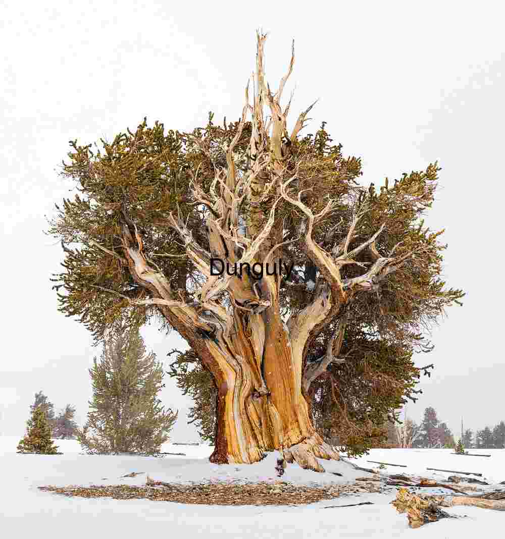 The Timeless Strength of a Bristlecone Pine