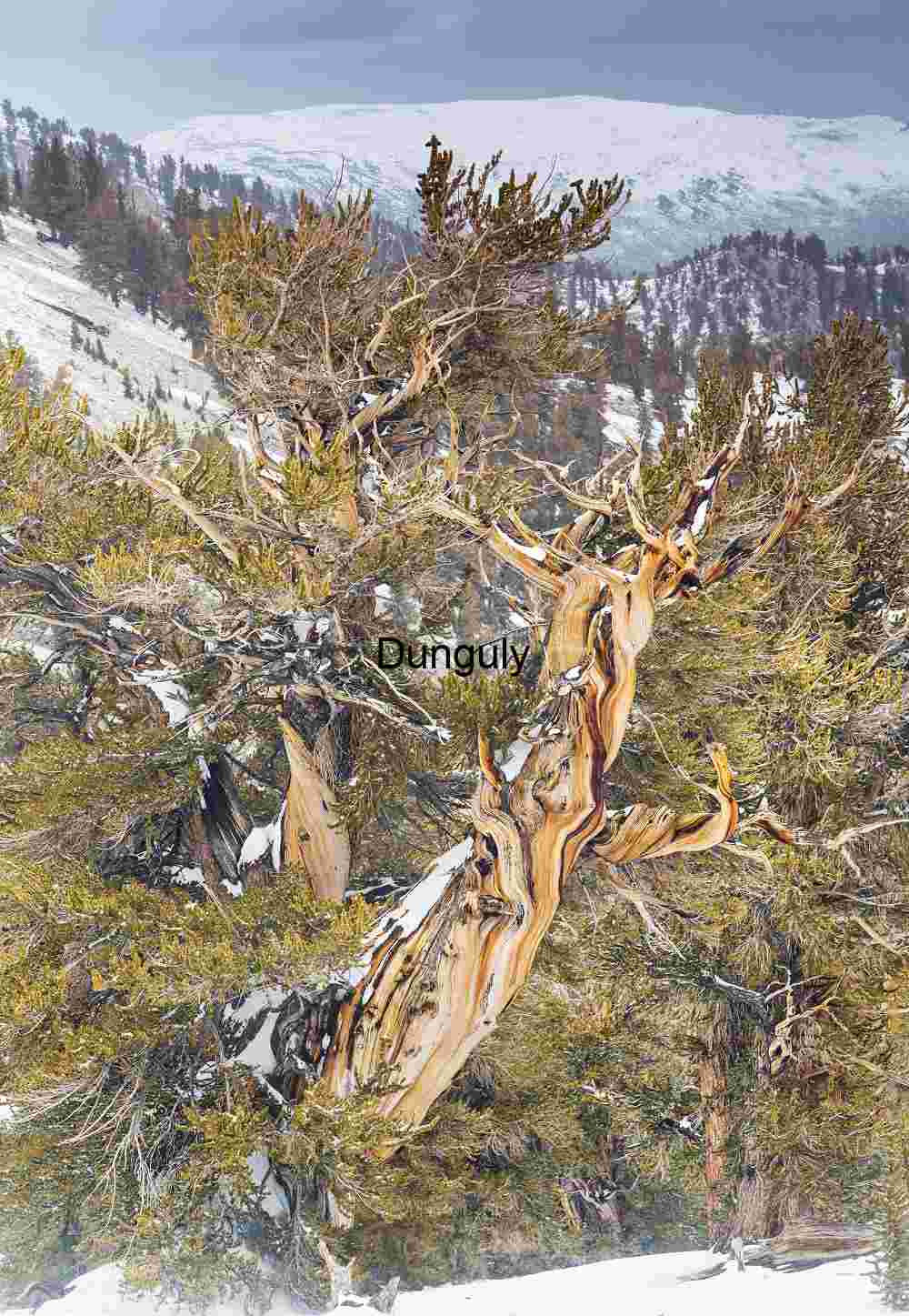 Ancient Bristlecone Pine in Winter's Embrace