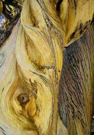 Enduring Strength: Ancient Bristlecone Pine in Snow