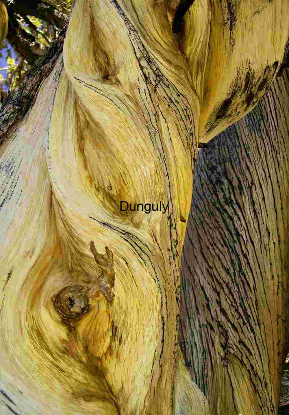 Enduring Strength: Ancient Bristlecone Pine in Snow