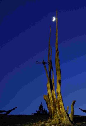 Moonlit Tree Silhouette: A Silent Guardian of the Night