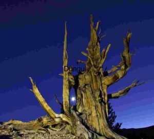 Moonlit Dead Tree Against Twilight Sky