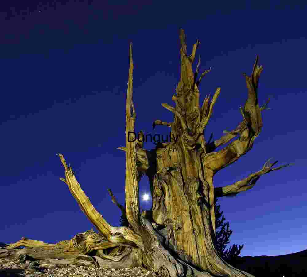 Moonlit Dead Tree Against Twilight Sky
