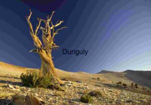 Moonlit Silhouette: A Lone Tree Against the Night Sky