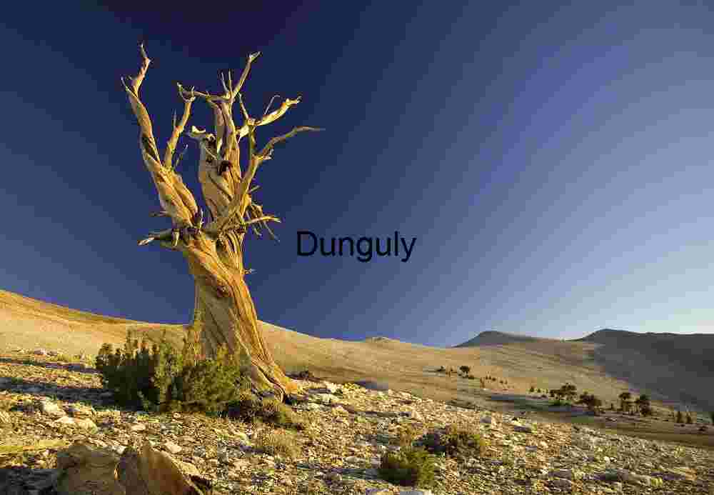 Moonlit Silhouette: A Lone Tree Against the Night Sky