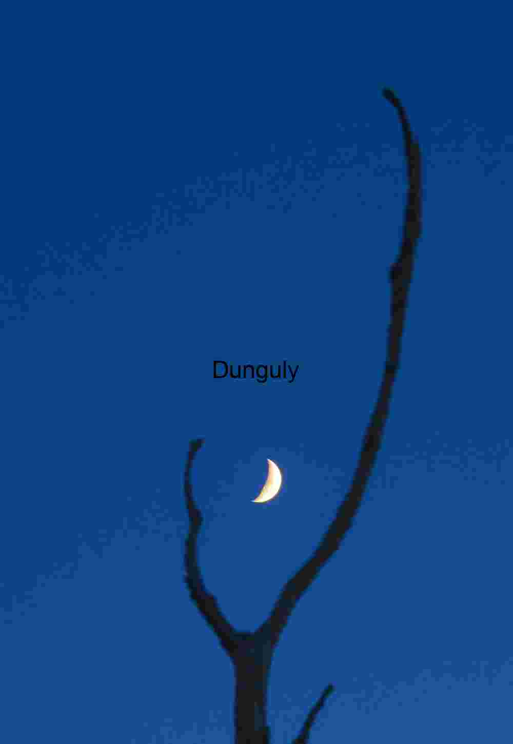 Moonlit Silhouette: A Lone Tree Against the Twilight Sky