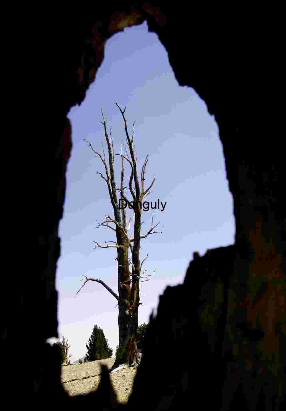 Nature's Window – A Unique Perspective