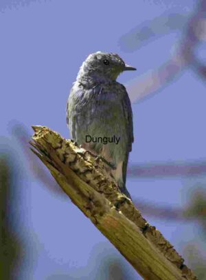 Blue Bird Perched on a Branch