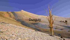 Ancient Bristlecone Pine Standing Tall