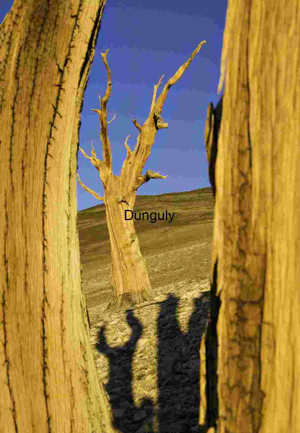 Majestic Tree Silhouette at Sunset