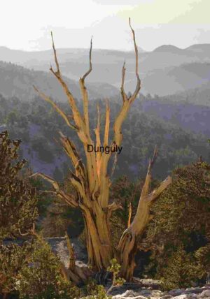 Sunburst Silhouettes of Lone Trees