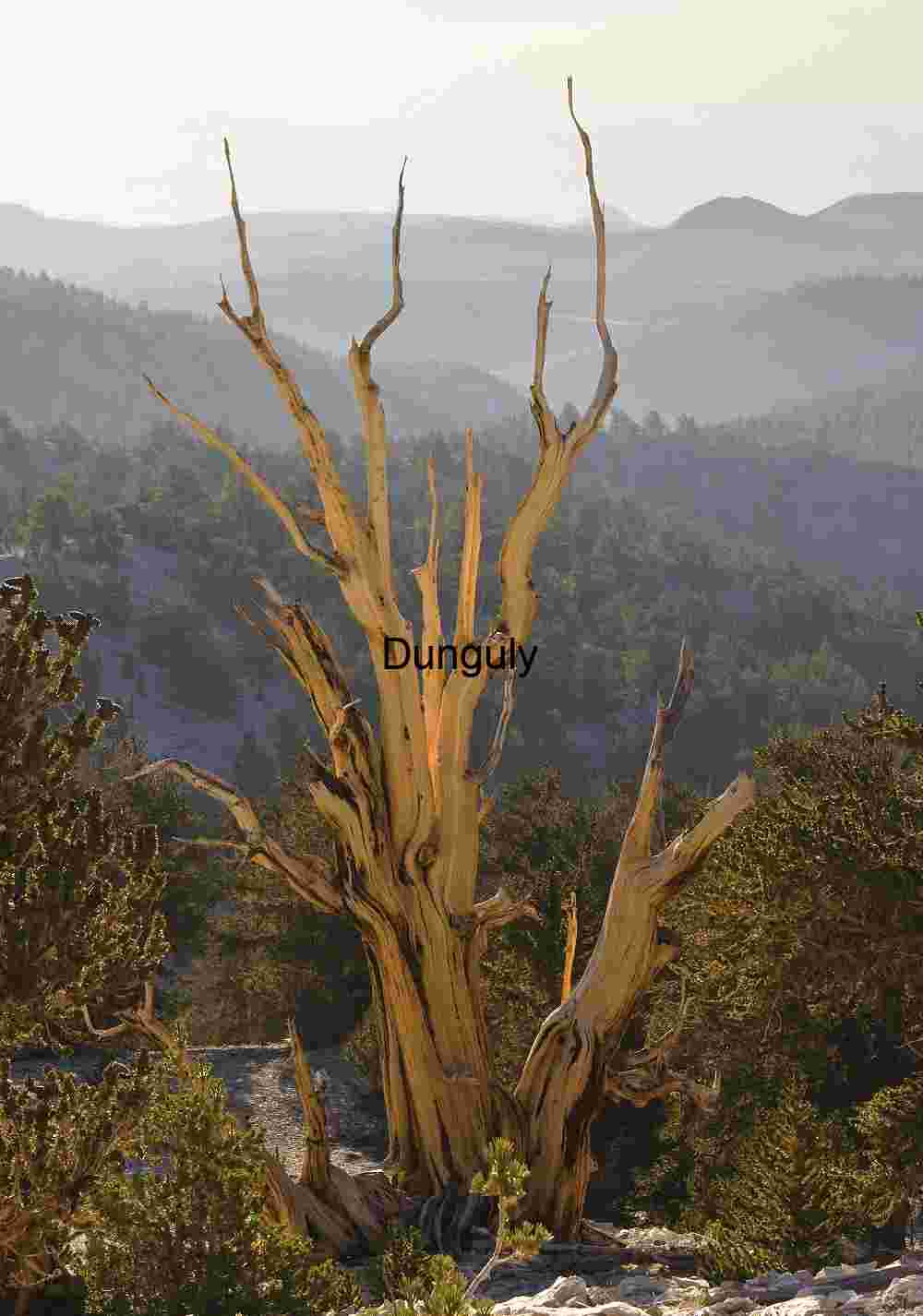 Sunburst Silhouettes of Lone Trees