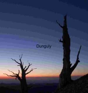 Twilight Silhouettes of Ancient Trees