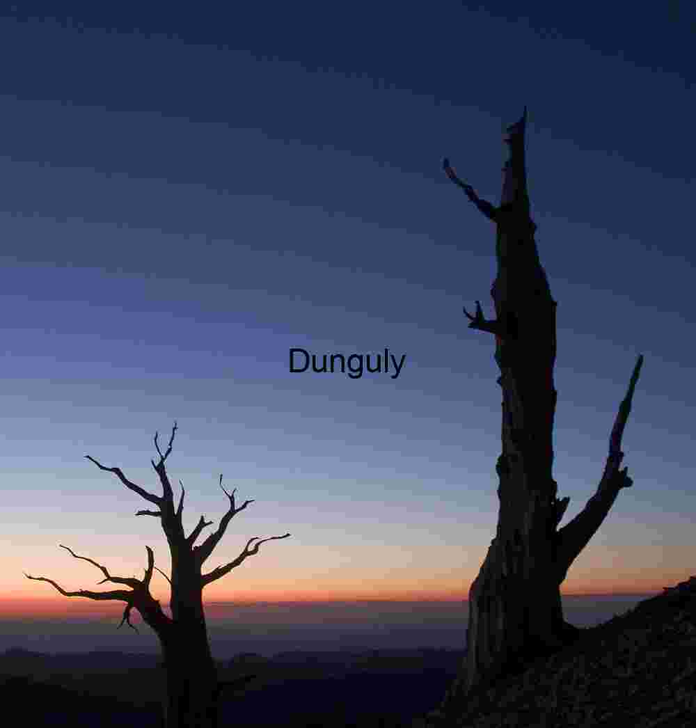 Twilight Silhouettes of Ancient Trees
