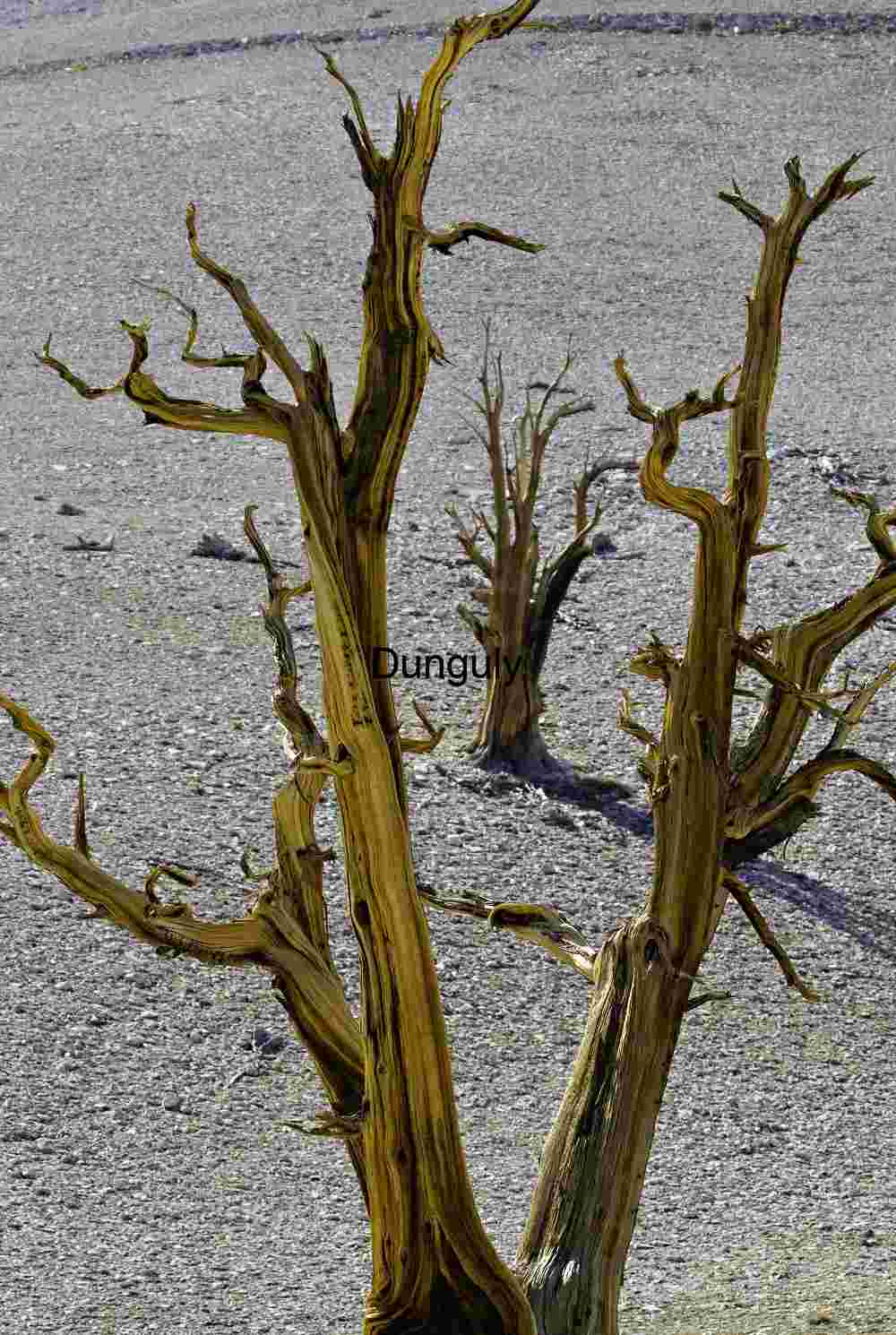 Ancient Bristlecone Pines in Arid Landscape