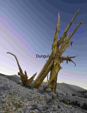 Sunset Through Ancient Trees