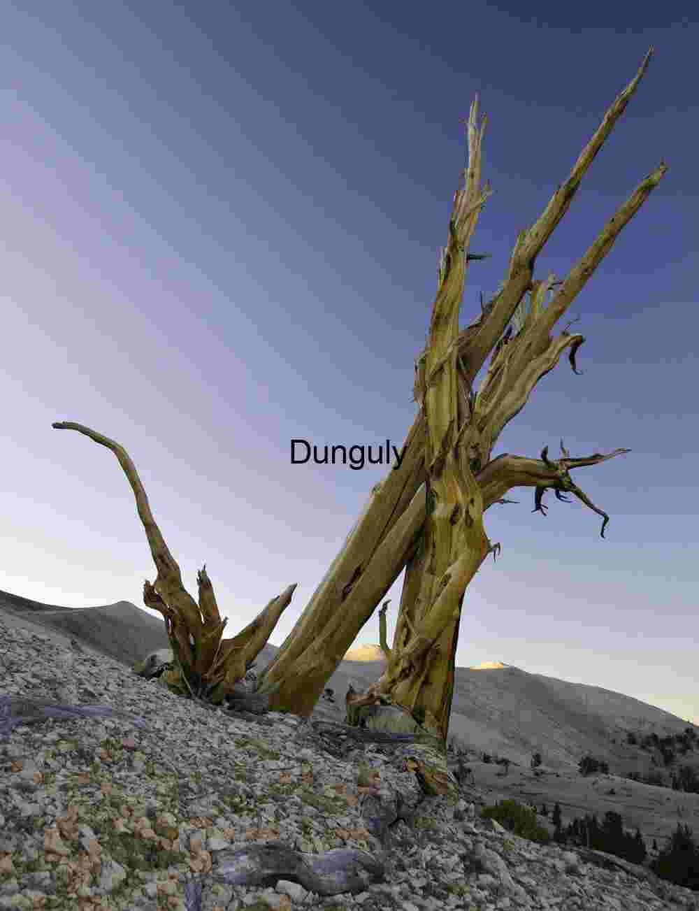 Sunset Through Ancient Trees