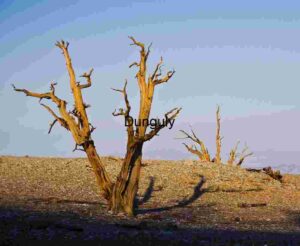Resilient Guardians of the Arid Wilderness