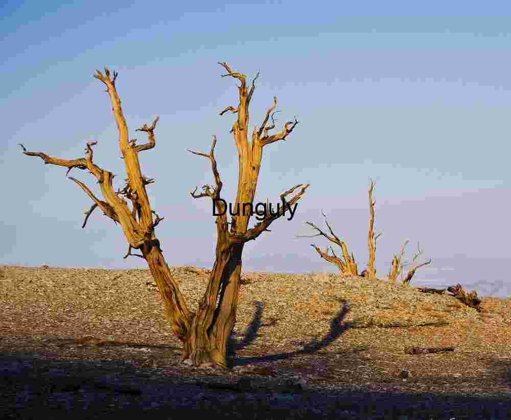 Resilient Guardians of the Arid Wilderness