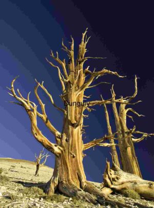 Ancient Bristlecone Pines Under a Majestic Sky