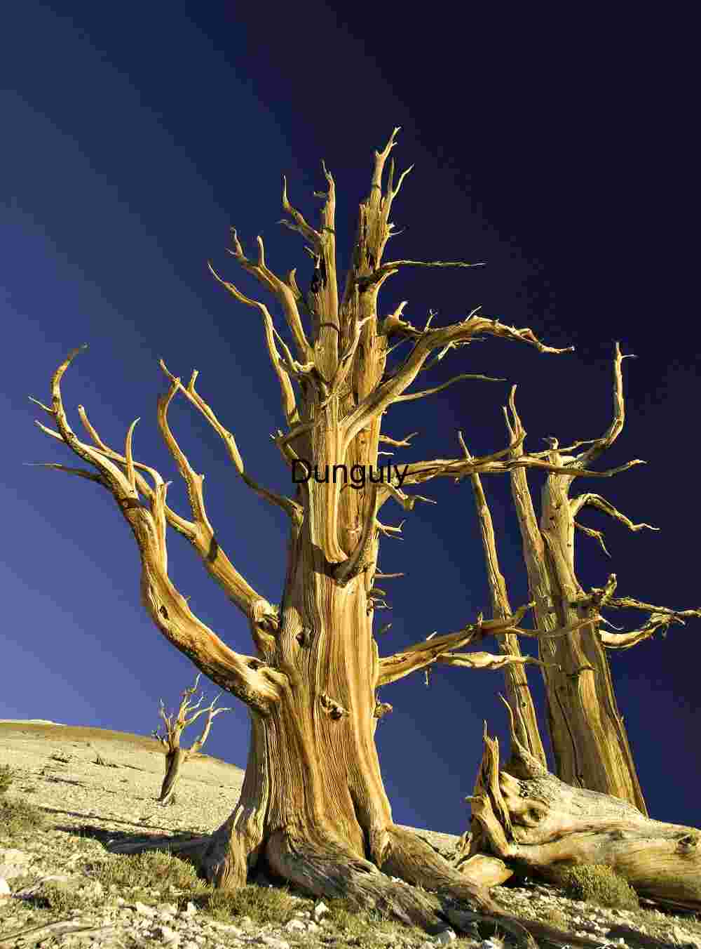 Ancient Bristlecone Pines Under a Majestic Sky