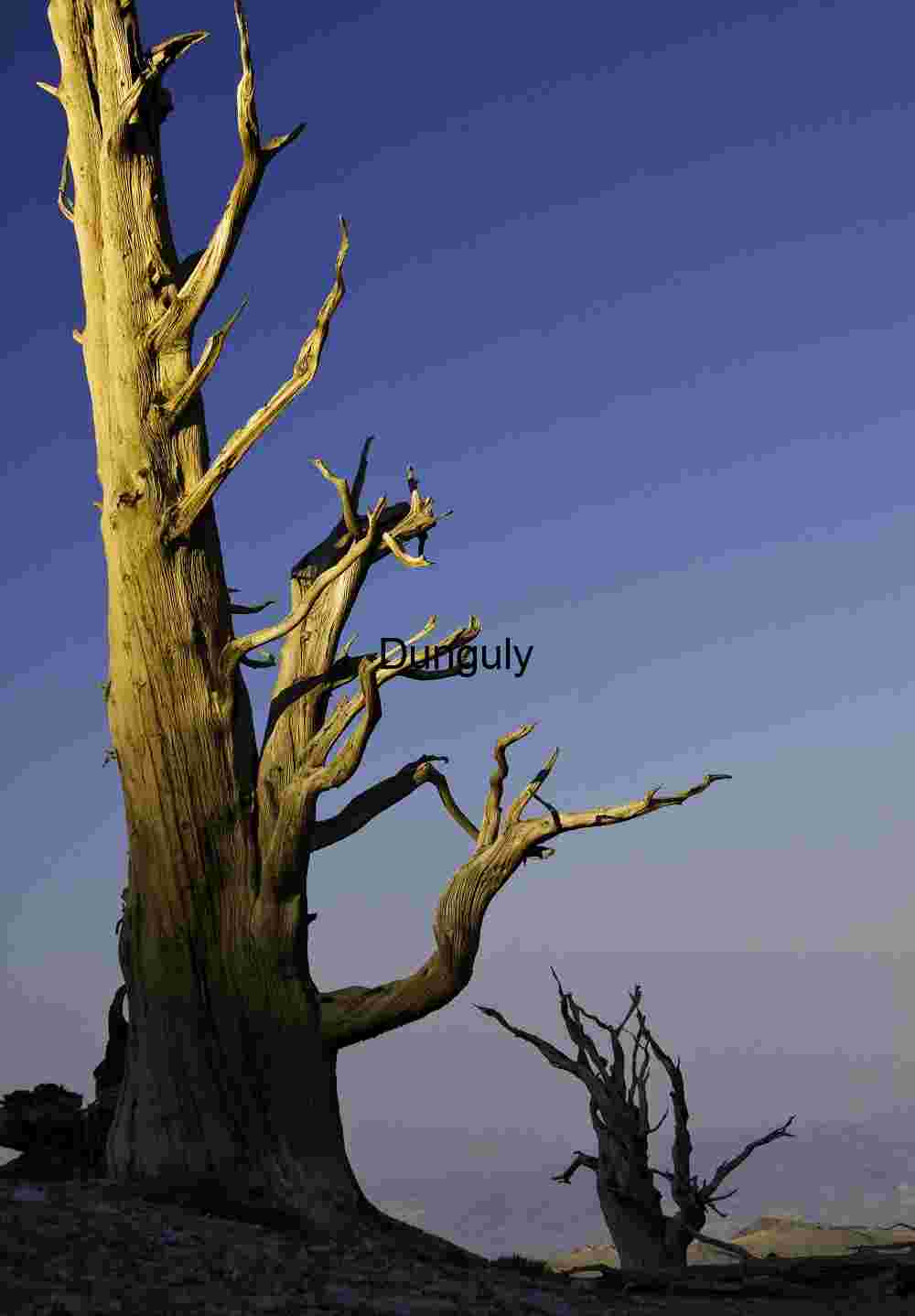 Ancient Bristlecone Pine Trees at Sunset