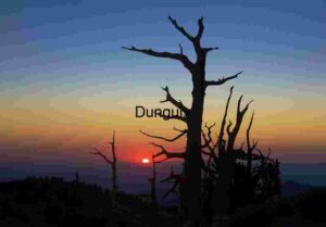 Sunset Silhouette of Ancient Bristlecone Pines