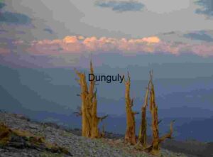 Majestic Bristlecone Pines at Sunset