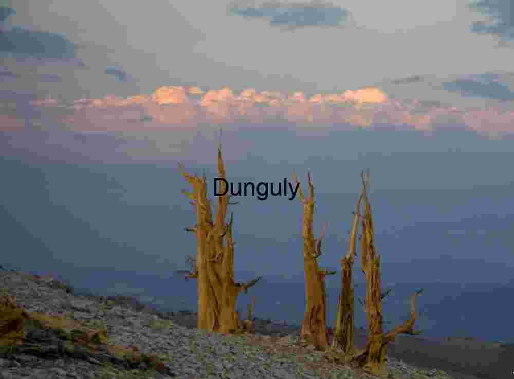 Majestic Bristlecone Pines at Sunset