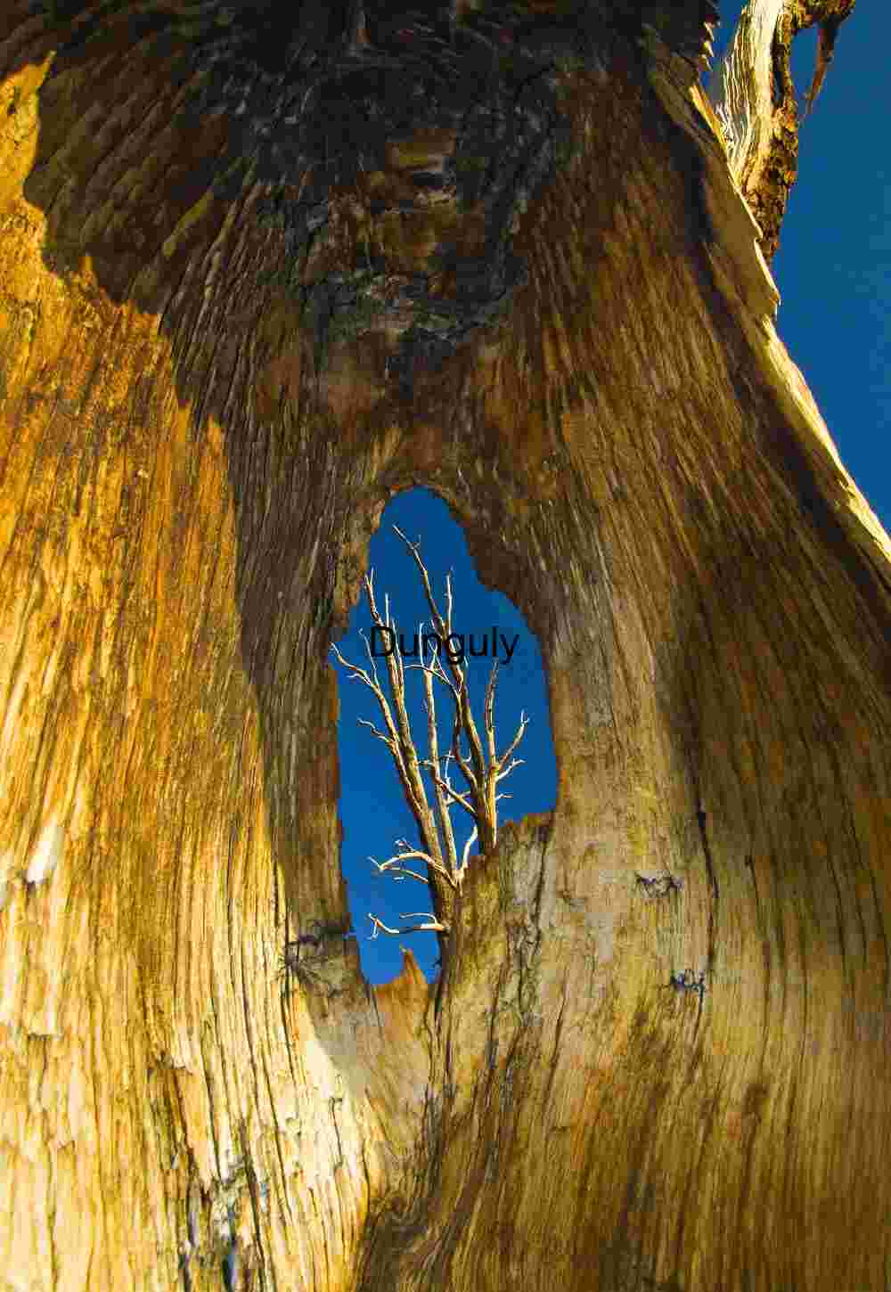 Nature's Window: A View Through a Hollow Tree
