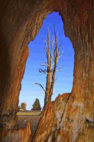 Nature’s Frame: A Hollow Tree’s Perspective