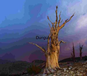 Ancient Bristlecone Pine Tree Beneath a Dramatic Sky