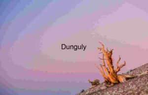 Sunset Silhouettes of Ancient Trees