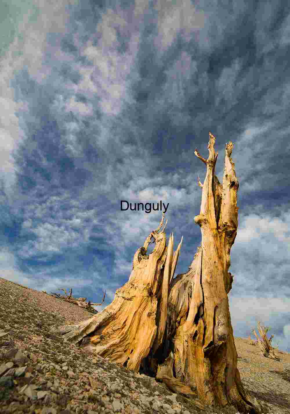 Ancient Bristlecone Pine Tree Under Dramatic Sky