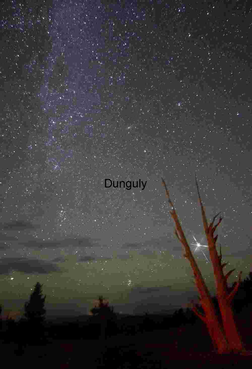 Celestial Nightscape with Illuminated Tree Silhouette