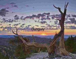 Majestic Sunset Over Ancient Bristlecone Pine