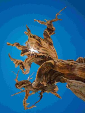 Ancient Bristlecone Pine Tree Against Clear Blue Sky