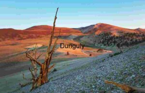 Ancient Bristlecone Pine Forest at Sunset
