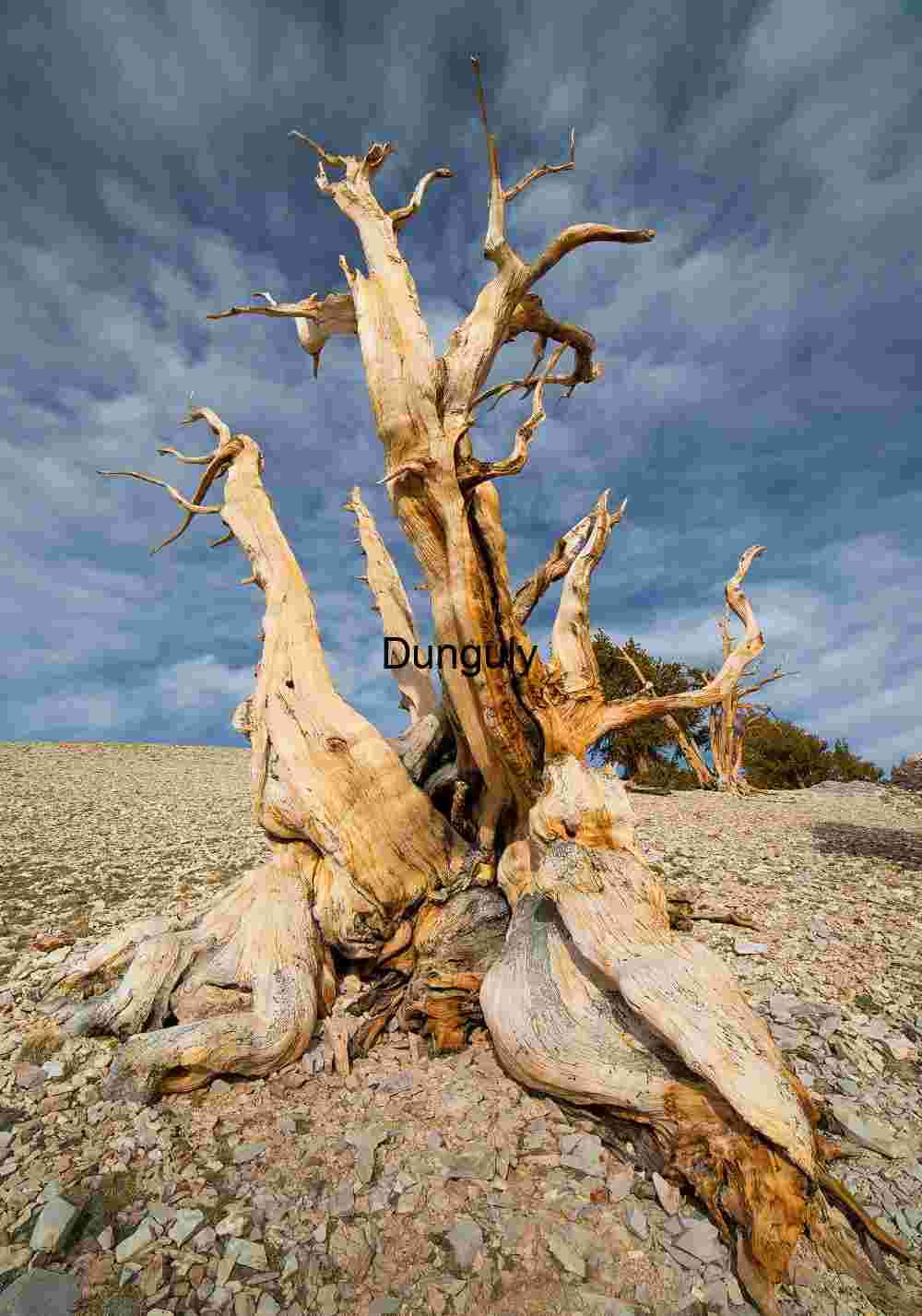Ancient Bristlecone Pine: Nature’s Resilient Monument