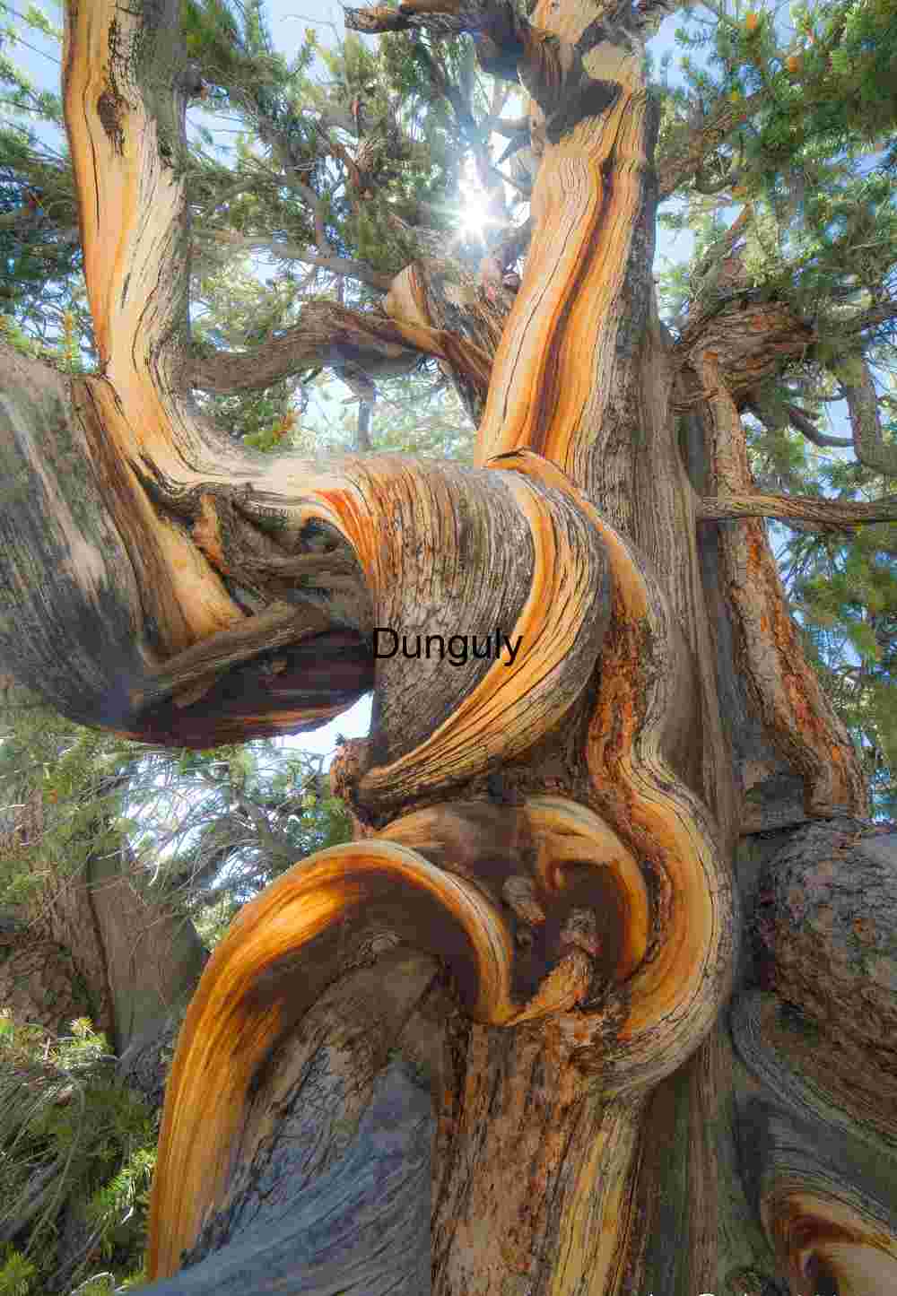 Ancient Bristlecone Pine Tree