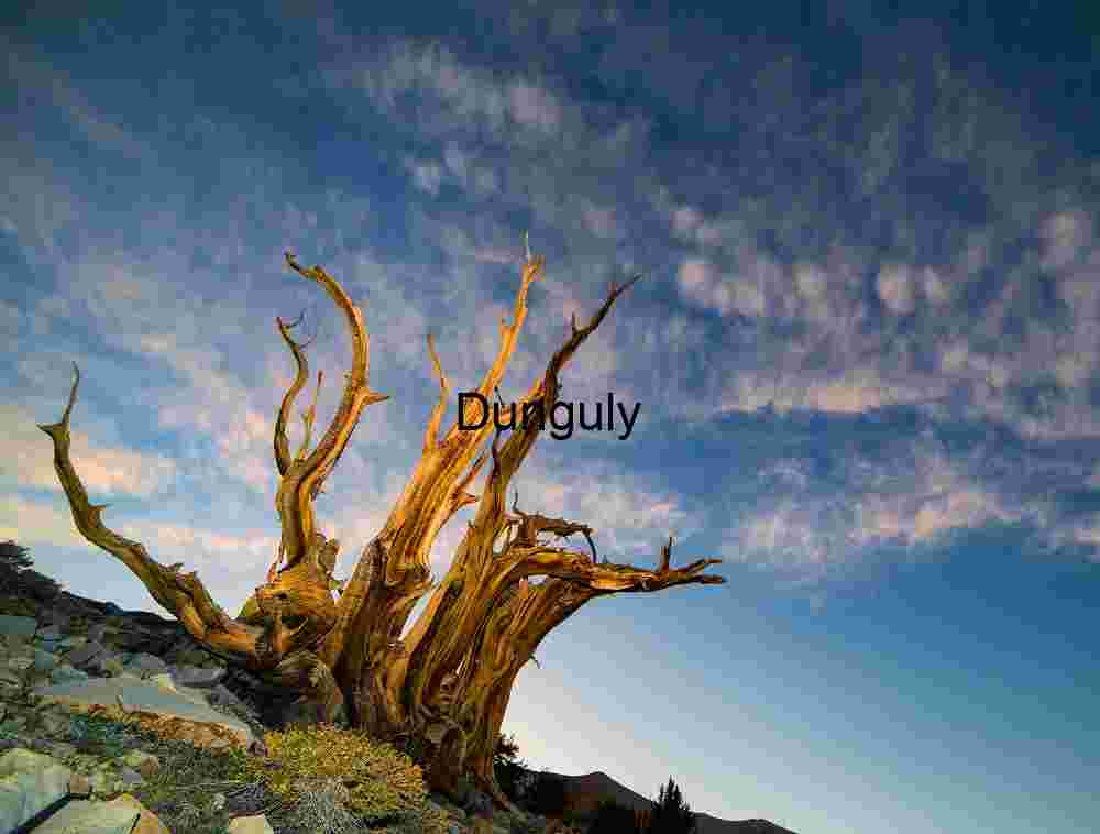 Majestic Lone Tree in a Golden Landscape