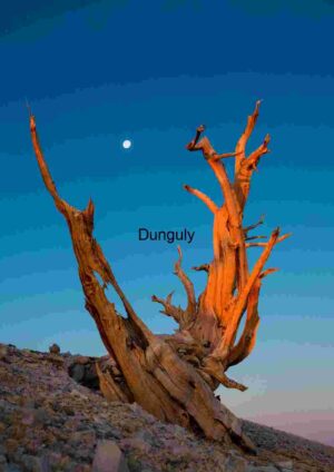 Ancient Bristlecone Pine at Sunset