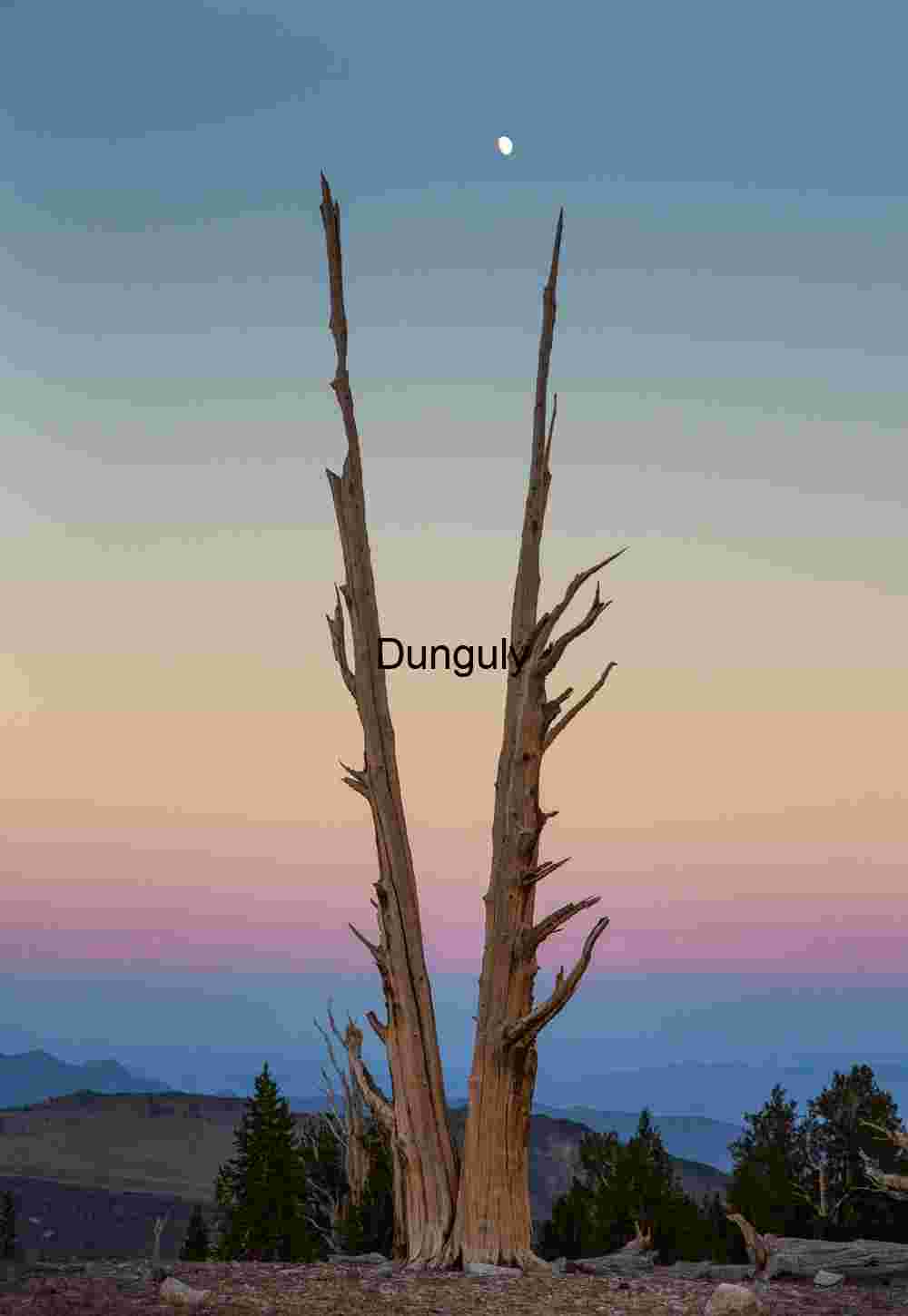 Majestic Dead Tree at Sunset with Moon in the Sky