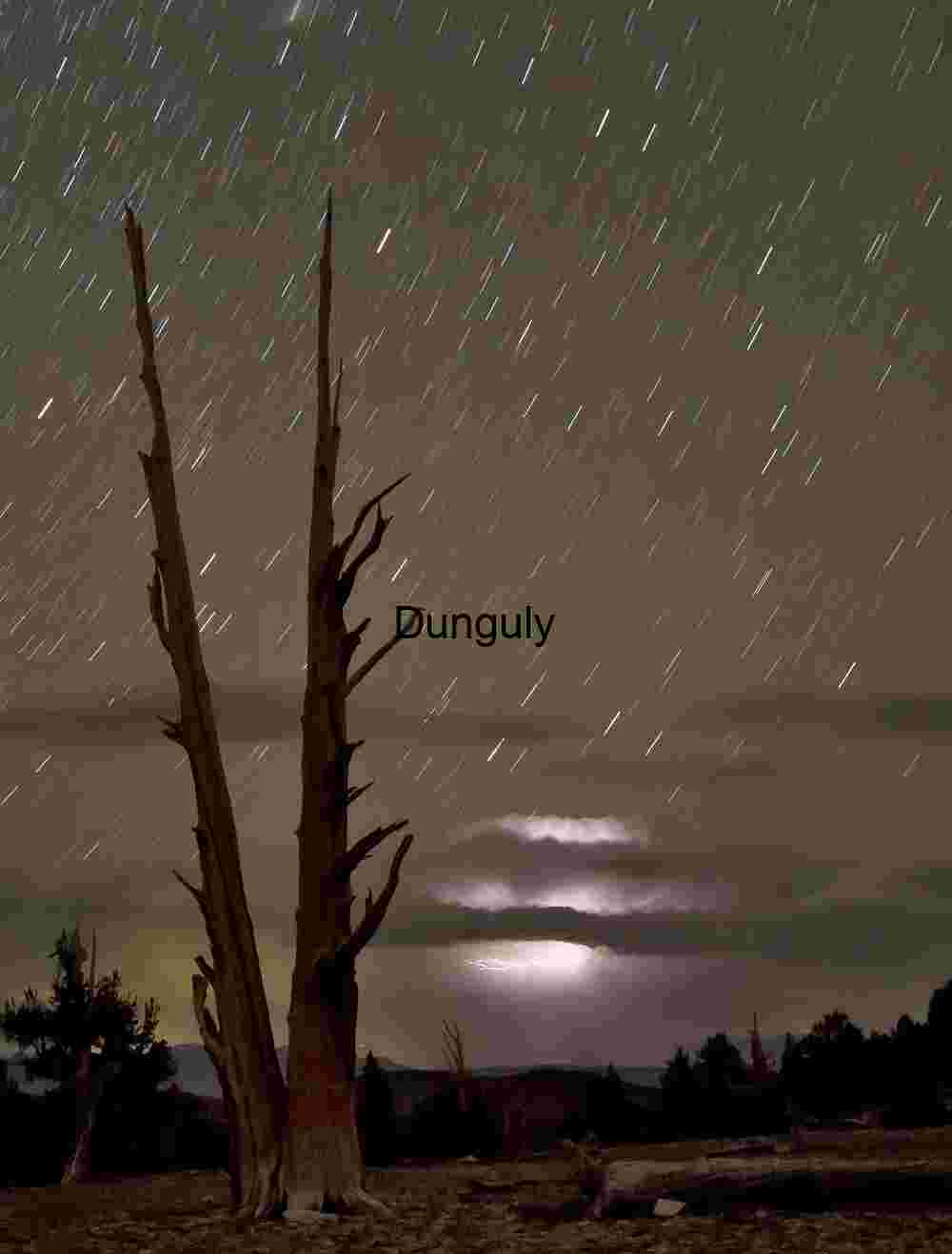 Star Trails and Lightning Over Ancient Trees