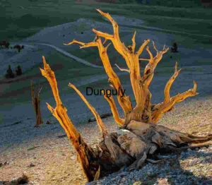 Ancient Bristlecone Pine Tree in Golden Light