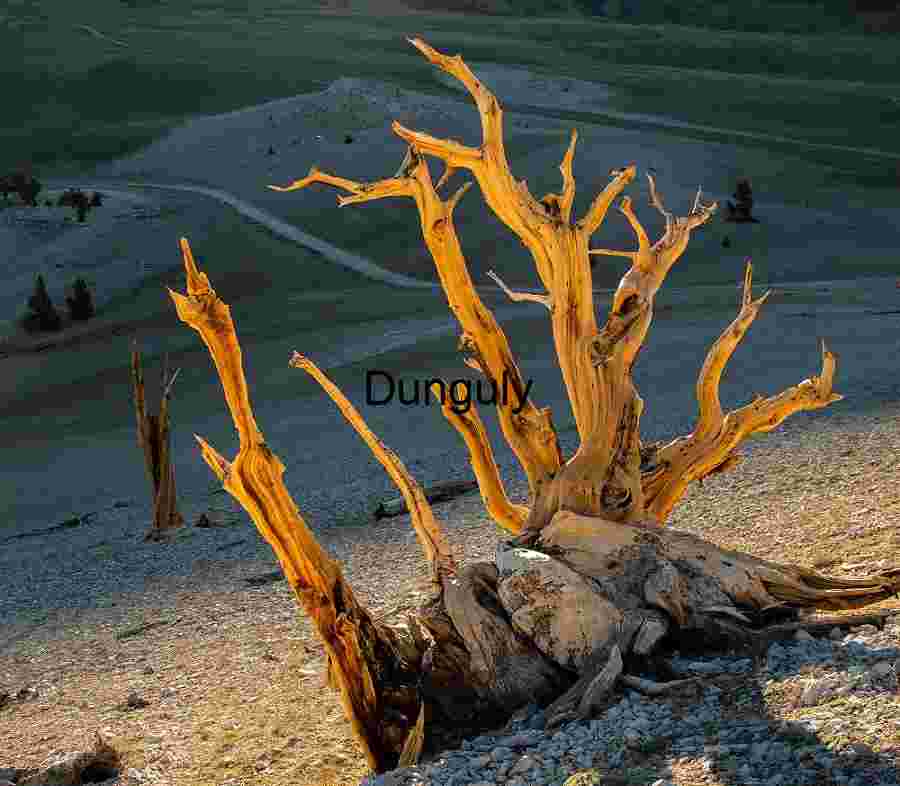 Ancient Bristlecone Pine Tree in Golden Light