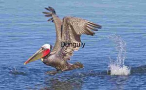 Graceful Ascent: Pelican Over Water
