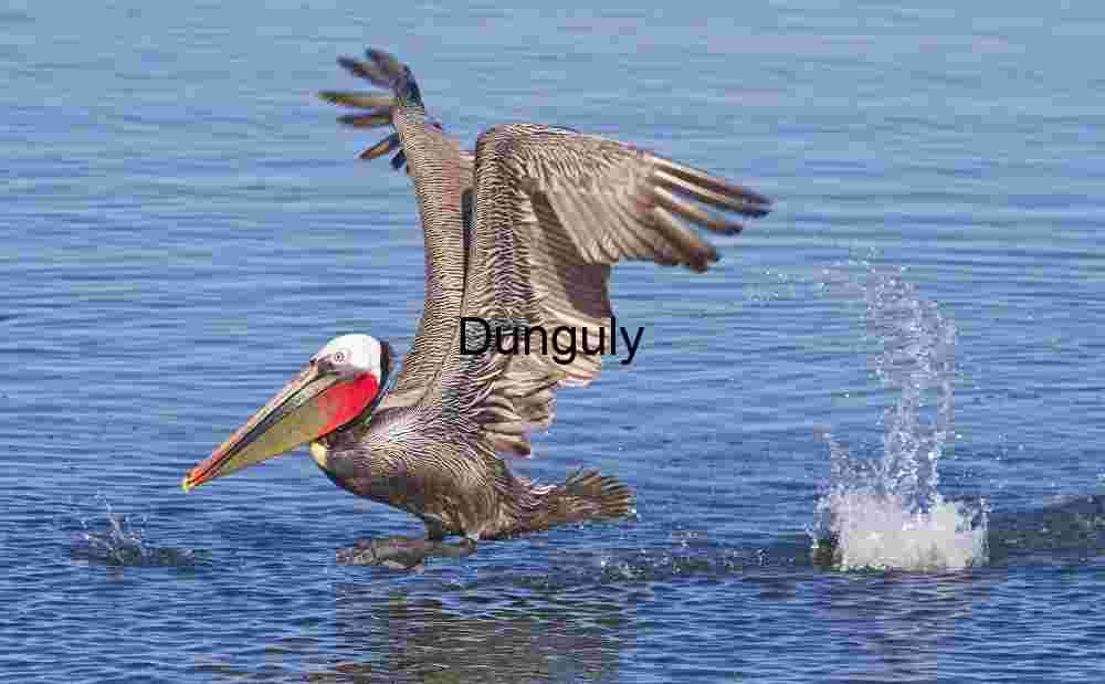 Graceful Ascent: Pelican Over Water
