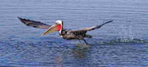Winged Burst: Pelican Launch Over Calm Waters