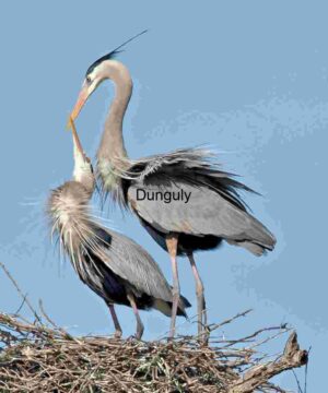 Skybound Bond: Great Blue Herons at the Nest